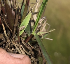 Dichanthelium leucothrix