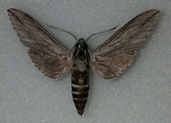 Sphinx dollii