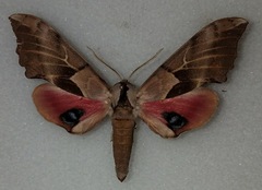 Smerinthus saliceti