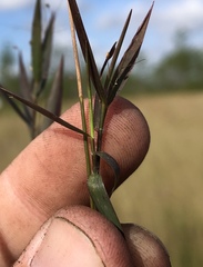 Dichanthelium leucothrix