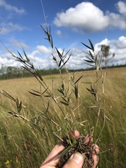 Dichanthelium leucothrix