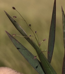 Dichanthelium leucothrix