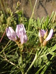 Astragalus arenarius