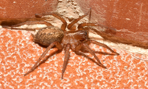 Lycosoides coarctata