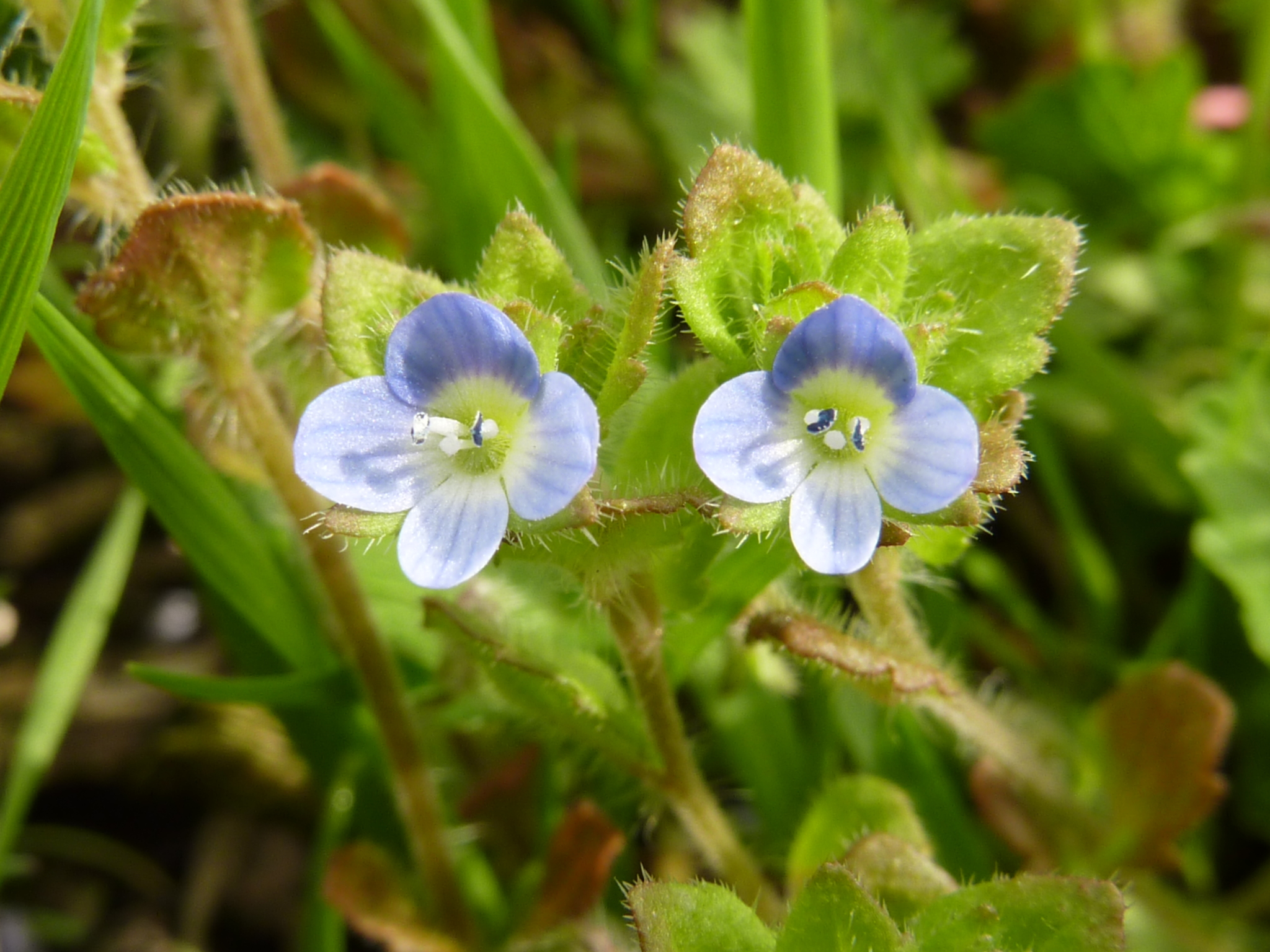 Veronica opaca