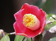 Camellia japonica
