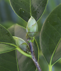Camellia japonica