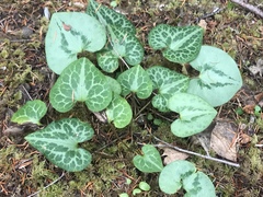 Asarum marmoratum