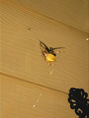 Araneidae