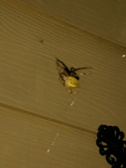 Araneidae