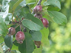 Malus domestica
