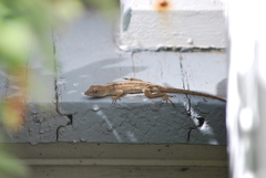 Anolis sagrei