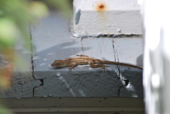 Anolis sagrei
