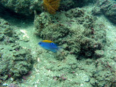 Stegastes flavilatus