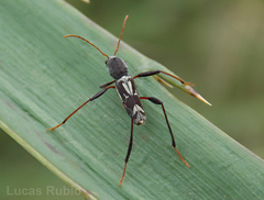 Neoclytus ypsilon