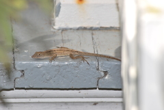 Anolis sagrei