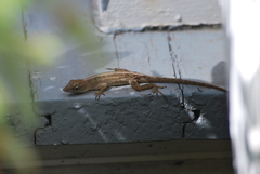 Anolis sagrei