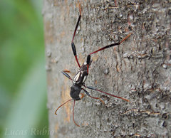 Neoclytus ypsilon