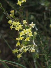 Gnidia clavata