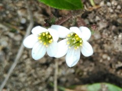 Saxifraga