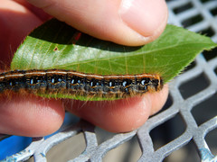 Malacosoma americana