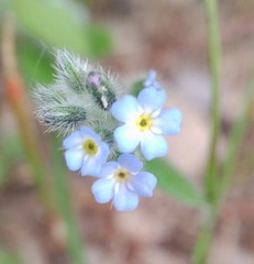 Myosotis ramosissima