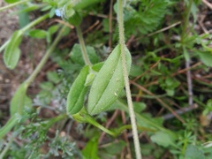 Myosotis ramosissima