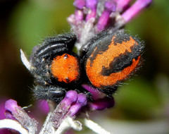 Phidippus apacheanus