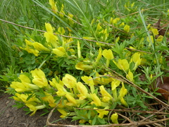 Chamaecytisus ratisbonensis