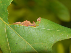 Schizura ipomaeae