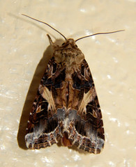Spodoptera ornithogalli