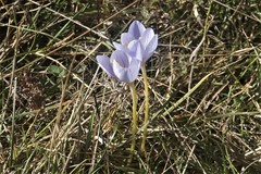 Crocus pulchellus
