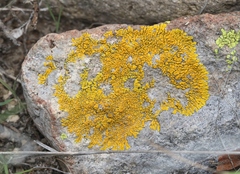 Candelina submexicana