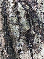 Phytophthora ramorum