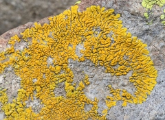 Candelina submexicana