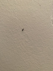 Brachymyrmex patagonicus