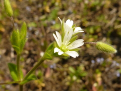 Cerastium tenoreanum
