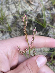Polygonella articulata