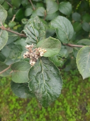 Viburnum carlcephalum