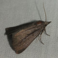 Gabara stygialis