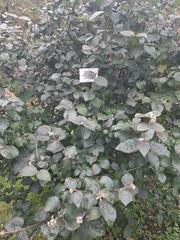 Viburnum carlcephalum