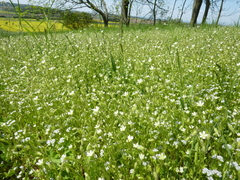 Cerastium tenoreanum