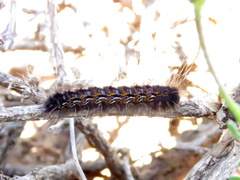 Lasiocampoidea