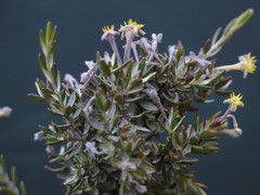 Gnidia clavata