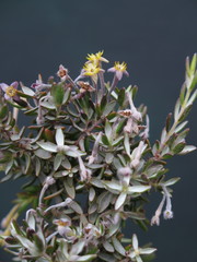 Gnidia clavata