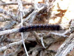 Lasiocampoidea