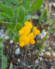 Anthyllis lotoides