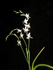 Hesperantha bachmannii