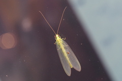 Nineta vittata