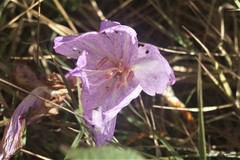Colchicum bivonae